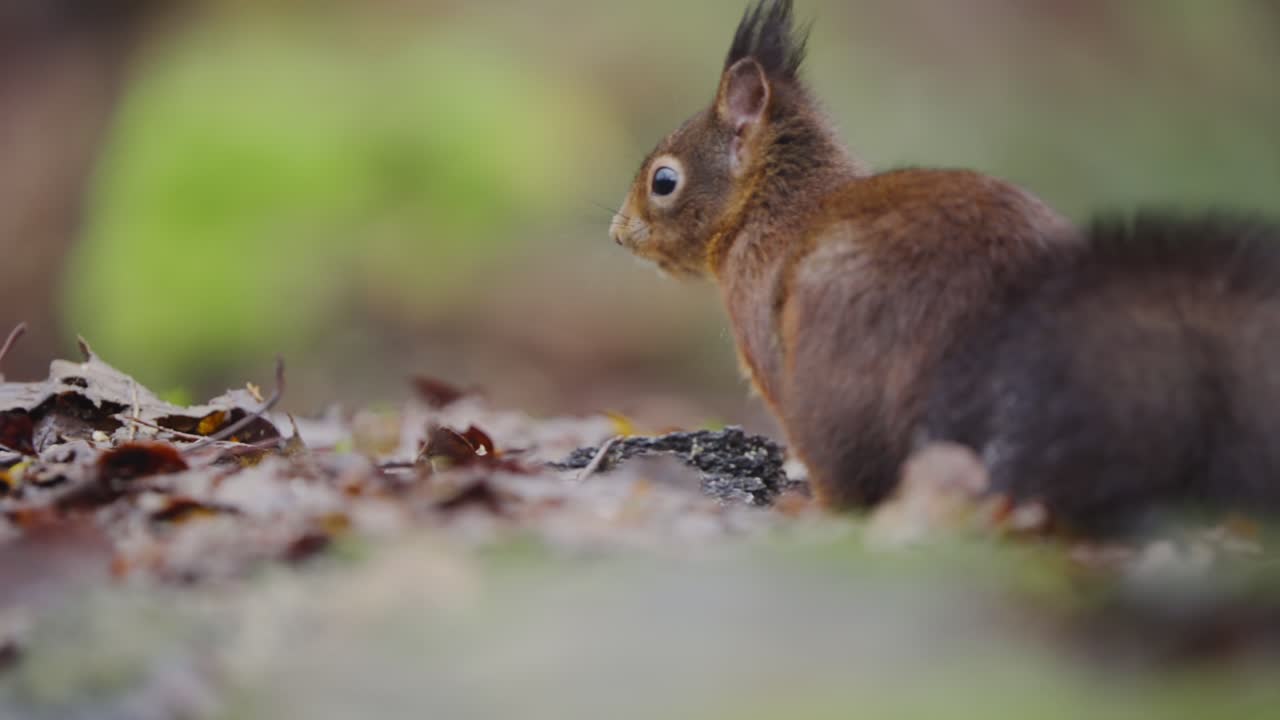 Slow motion closeup of red squirrel crouched on moss, nibbling food, tail curled behind, pan right establish