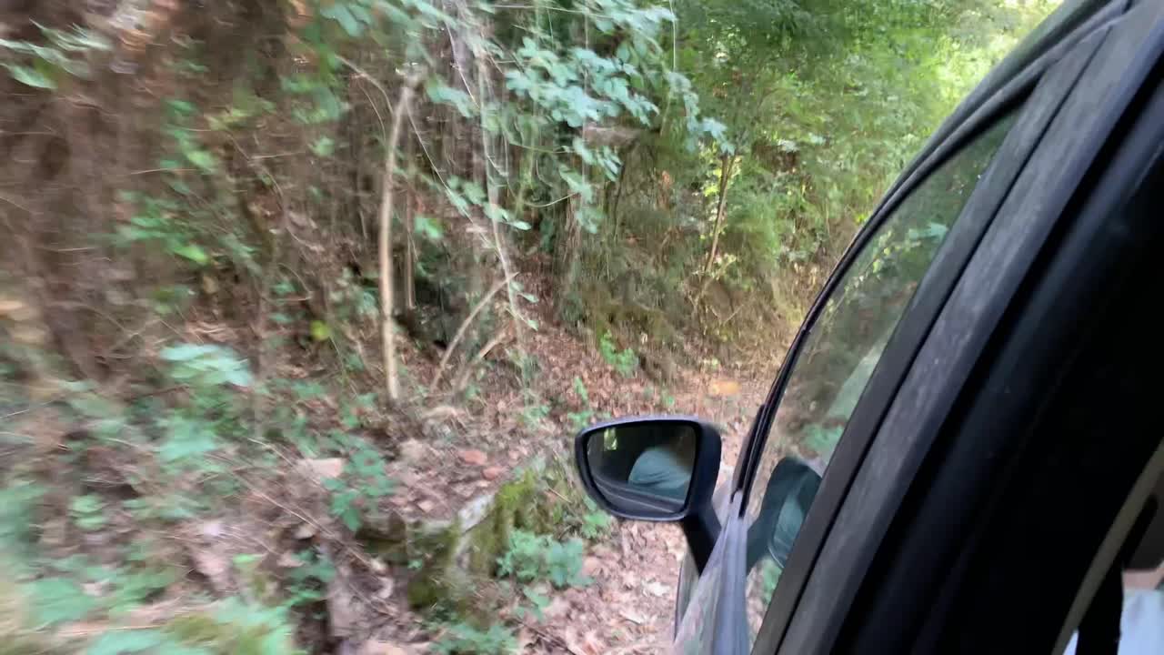 vídeo de la ventana trasera de un coche conduciendo por un camino de tierra cerca del follaje