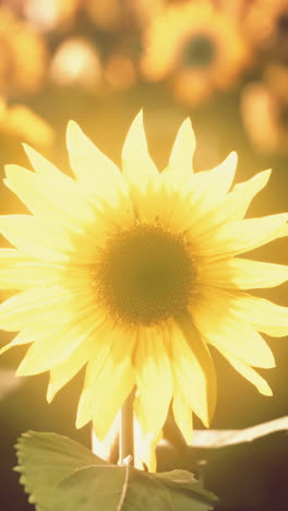 a close-up of a sunflower in a field