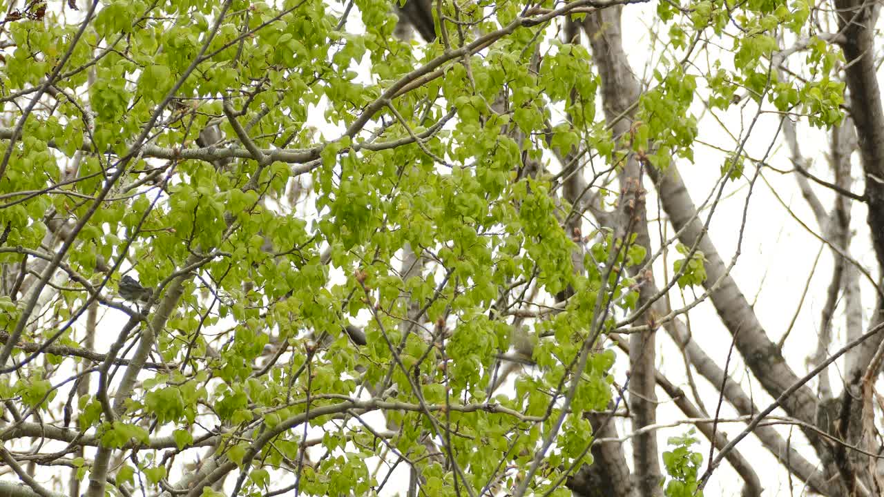 숲 속 의 나무 가지 에 날아다니는 워블러 새