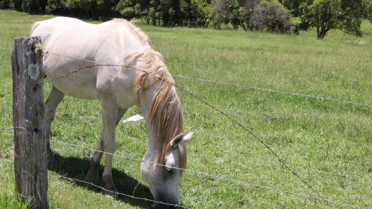 caballo blanco comiendo hierba detrás de una valla