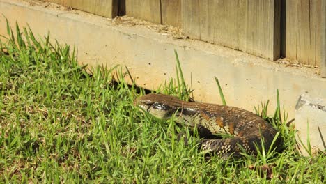 lagarto de lengua azul descansando acurrucado por la valla de piedra en el jardín mueve el brazo