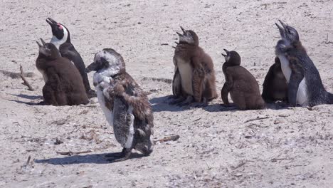 jackass pingüinos de patas negras toman el sol en una playa en el cabo de buena esperanza, sudáfrica