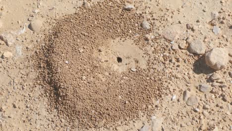 slow moving up over the black ants colony who is builds his new anthill in the desert