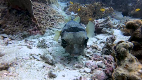 pufferfish picks up and eats piece of coral and then swims up tropical reef