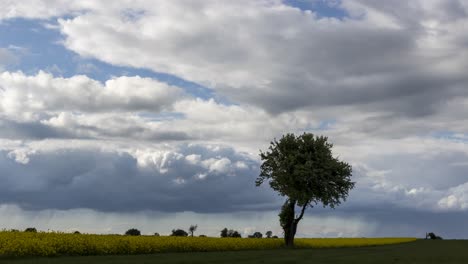 showers moving on a cloudy day over a rapeseed field