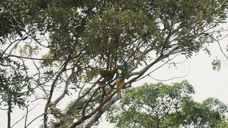 gran guacamayo verde volando hacia una rama de un árbol en la jungla