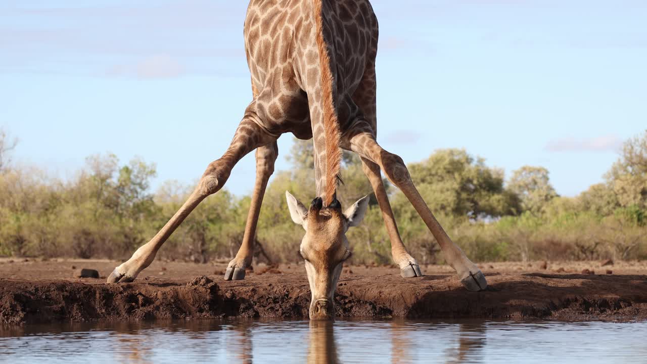 Medium closeup of a female giraffe drinking at a waterhole in front of an underground hide, Mashatu Game Reserve, Botswana