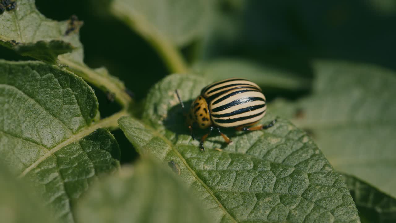 escarabajo de colorado en una hoja de patata
