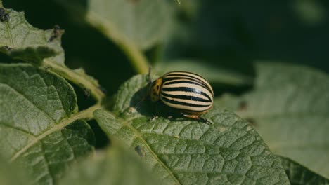 escarabajo de colorado en una hoja de patata