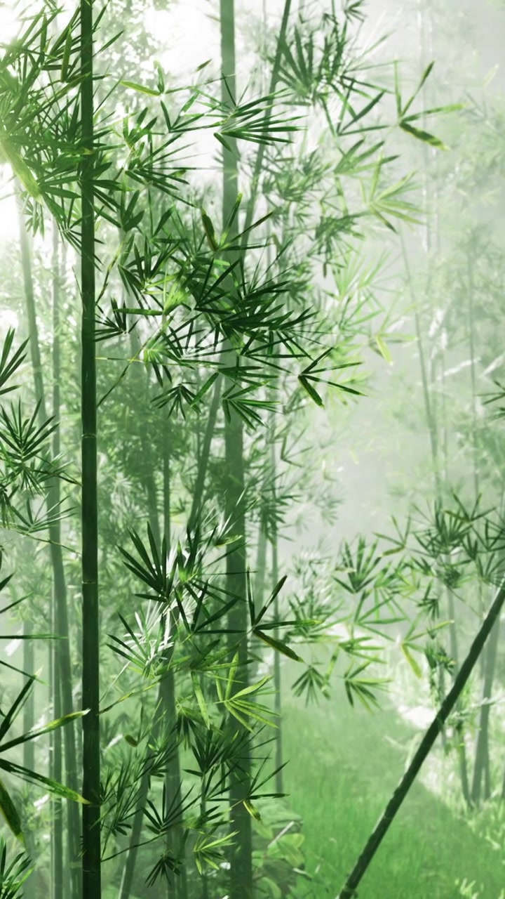 Foresta di bambù con fitta vegetazione e luce soffusa in un ambiente naturale.