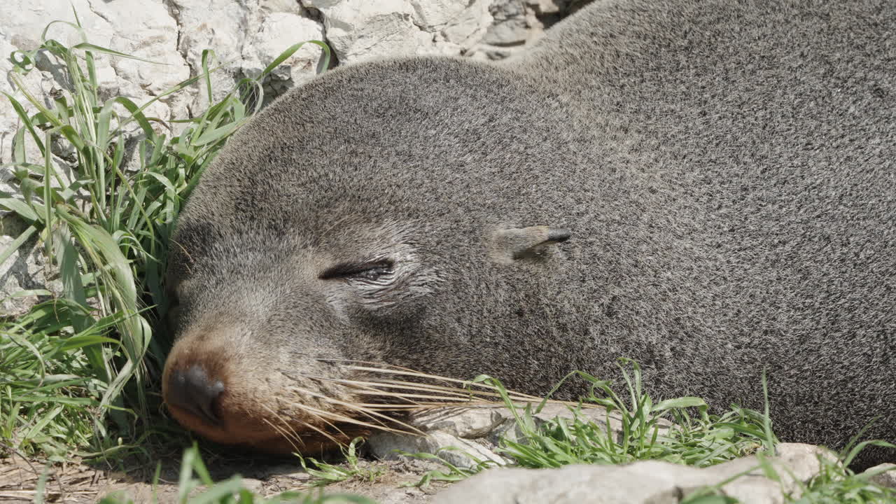 눈에 눈물을 흘리며 자고 있는 뉴질랜드 모피 해파리 새끼