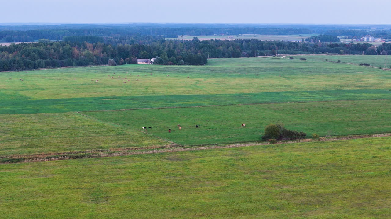 Organic Dairy Farm In Aizpute, Kurzeme, Latvia. Free Range Cows Grazing On An Open Field Of Fresh Green Grass.