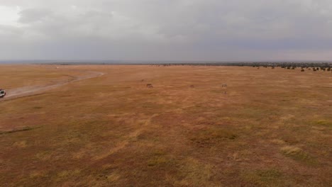 Un-Juego-De-Conducción-safari-A-Través-De-Ol-Pejeta,-Kenia