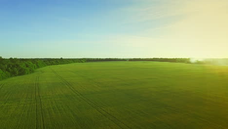 Wheat-field-landscape.-Barley-agricultural-field-on-background-blue-sky