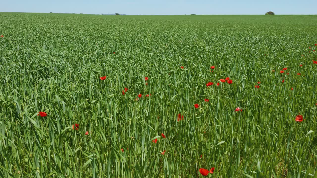 pastizales en el campo con pocas flores de amapola roja en un día soleado, cámara lenta