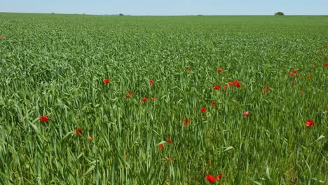 grassland on countryside with few red poppy flowers on a sunny day, slow motion