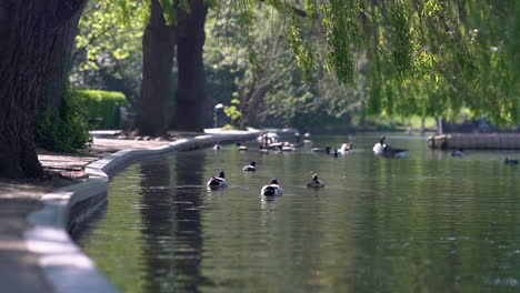 Blick-Auf-Einen-Stadtpark-In-London-Mit-Einem-Kleinen-See-Und-Schwimmenden-Enten