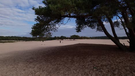 Volar-A-Través-De-La-Antena-Debajo-De-Un-Pino-Solitario-En-Una-Colina-En-Medio-De-Las-Dunas-De-Arena-De-Soesterduinen-En-Los-Países-Bajos-Con-Un-Cielo-Azul-Y-Un-Manto-De-Nubes-Detrás