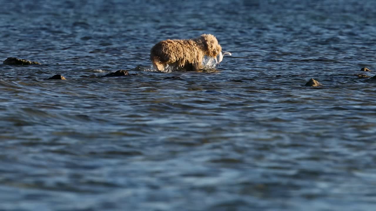 A playful dog and a curious seagull interact amidst rocks in shallow sea waters.
