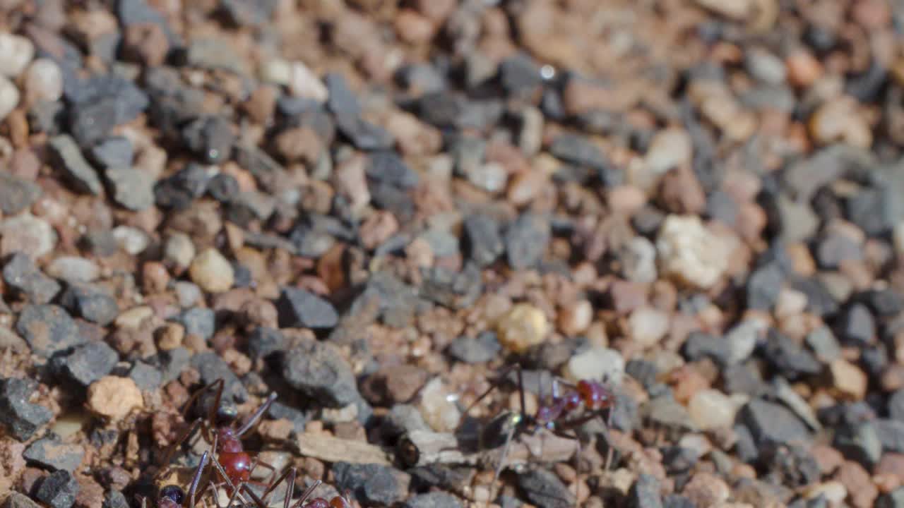 Bull ants gather and feed near nest entrance on sunlit gravel ground, macro perspective