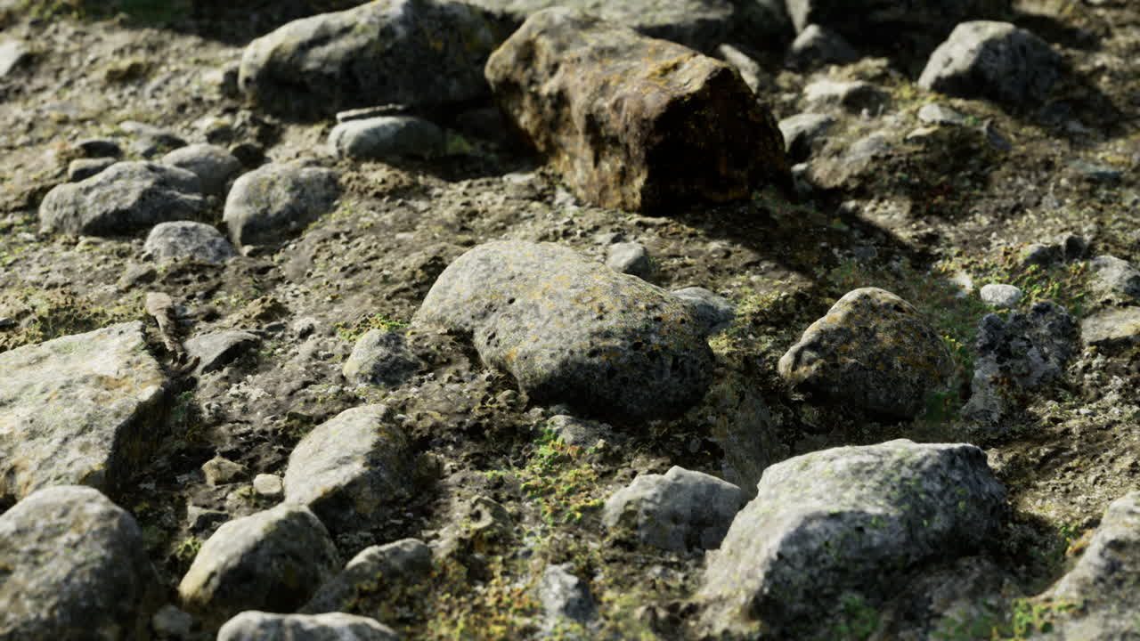 Exploring the rugged terrain filled with various stones and mossy textures