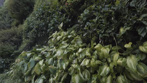 Closeup-Of-Vertical-Garden-With-Lush-Vegetation-At-CaixaForum-Madrid,-Spain