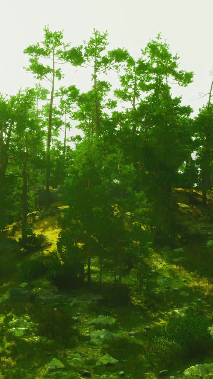 Lush green forest landscape with sunlight filtering through trees