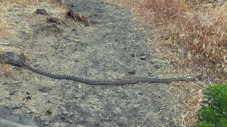 Cobra-toupeira se estende pela trilha gramada em dia quente e ventoso