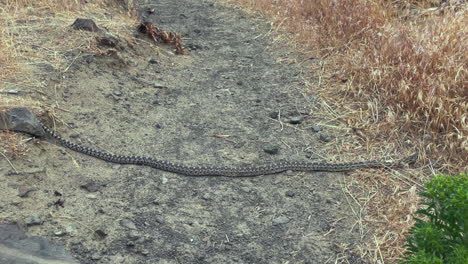 Gopher-Snake-stretches-out-across-grassland-trail-on-hot-windy-day