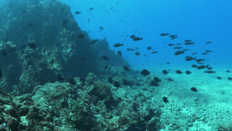 Bucear-Con-Una-Escuela-Saludable-Peces-Tropicales-Y-Vida-Marina