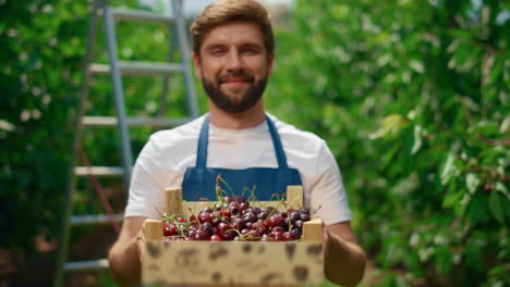 businessman farming cherry berries in organic fruit crate at greenhouse garden.