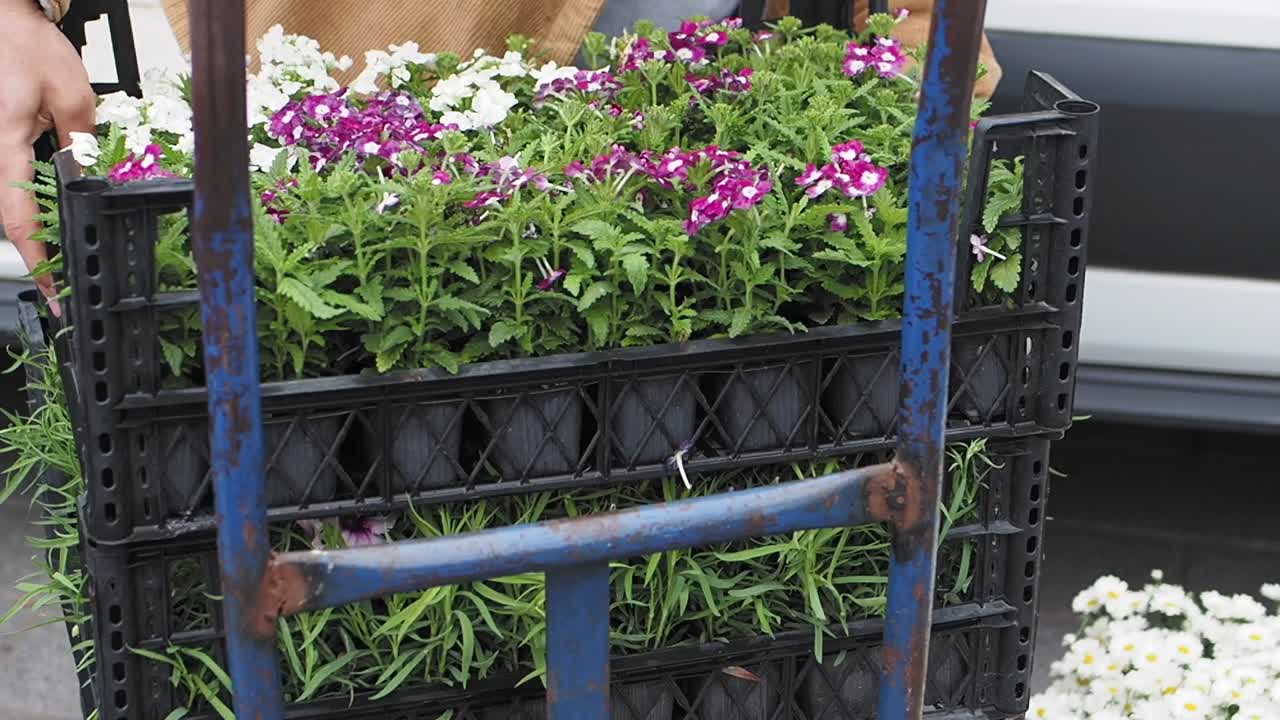 flores en un carrito