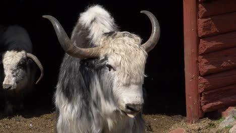 gran yak parado junto a un granero rojo en nepal - tiro medio estático