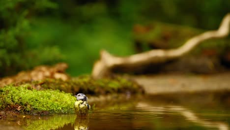 eurasian blue tit en el bosque de friesland países bajos se sienta en aguas poco profundas empujando la cabeza hacia abajo y enjuagando en el reflejo