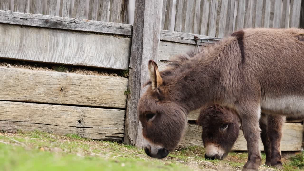 나무 울타리 근처 에서 먹이를 먹는 당나귀