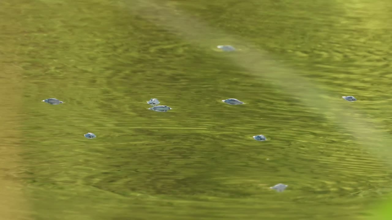 물속의 물매벌레 - 수영