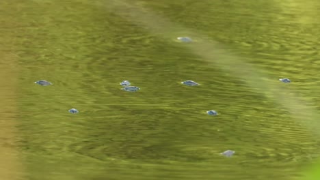 whirligig beetles in water - swimming