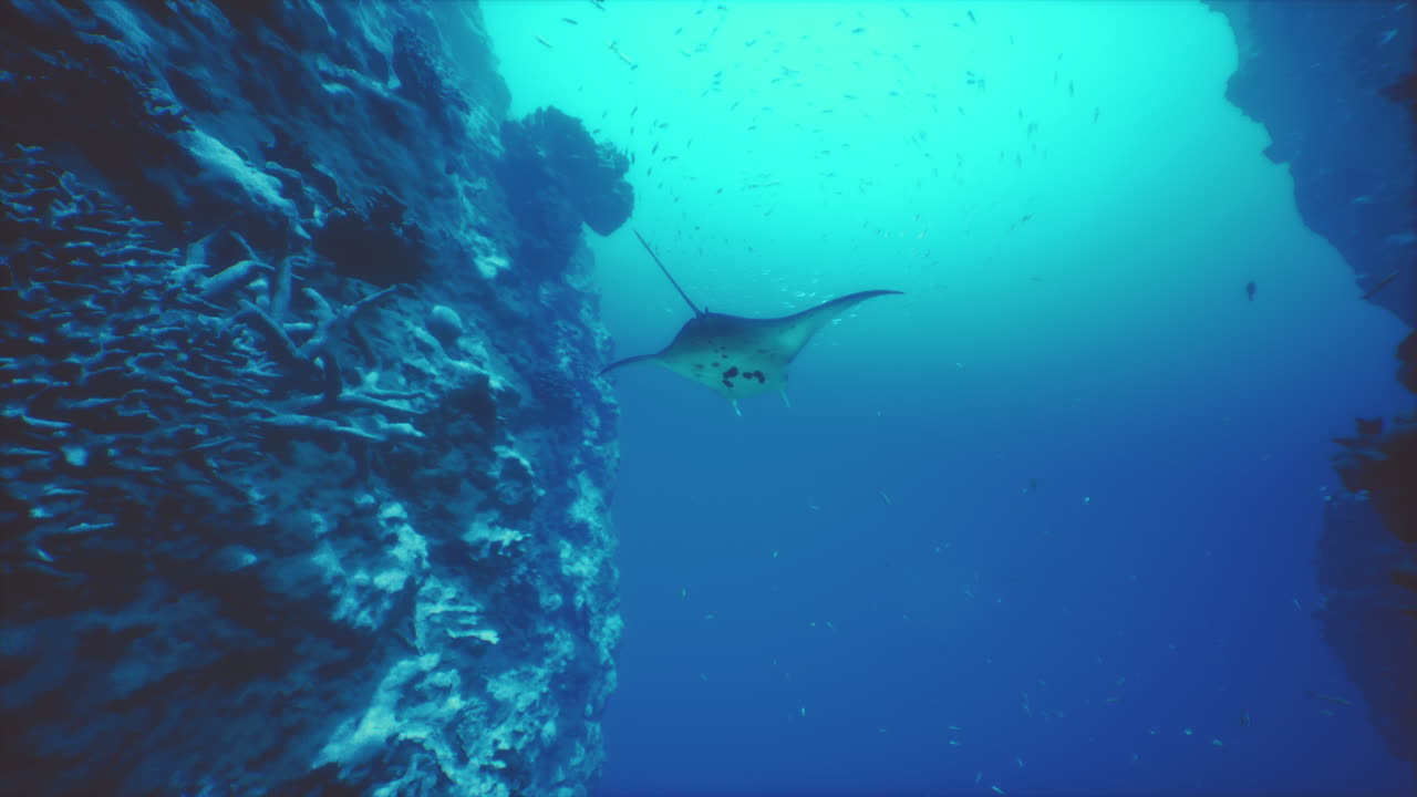 la raya manta nadando cerca del arrecife de coral