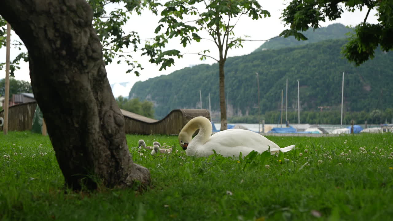 Peaceful Swan Family Resting by the Lake with Mountains and Boats in Background