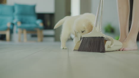 curious puppy watches as owner sweeps the floor