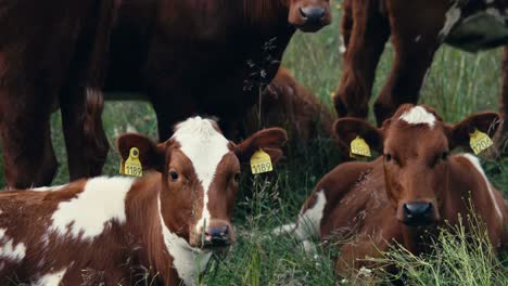 norwegian red cattle lying down on the grass looking at the camera