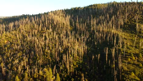 usa, ca, outside yosemite national park, hardin flat, 45590 - dead burnt trees at sunset at off hwy 120