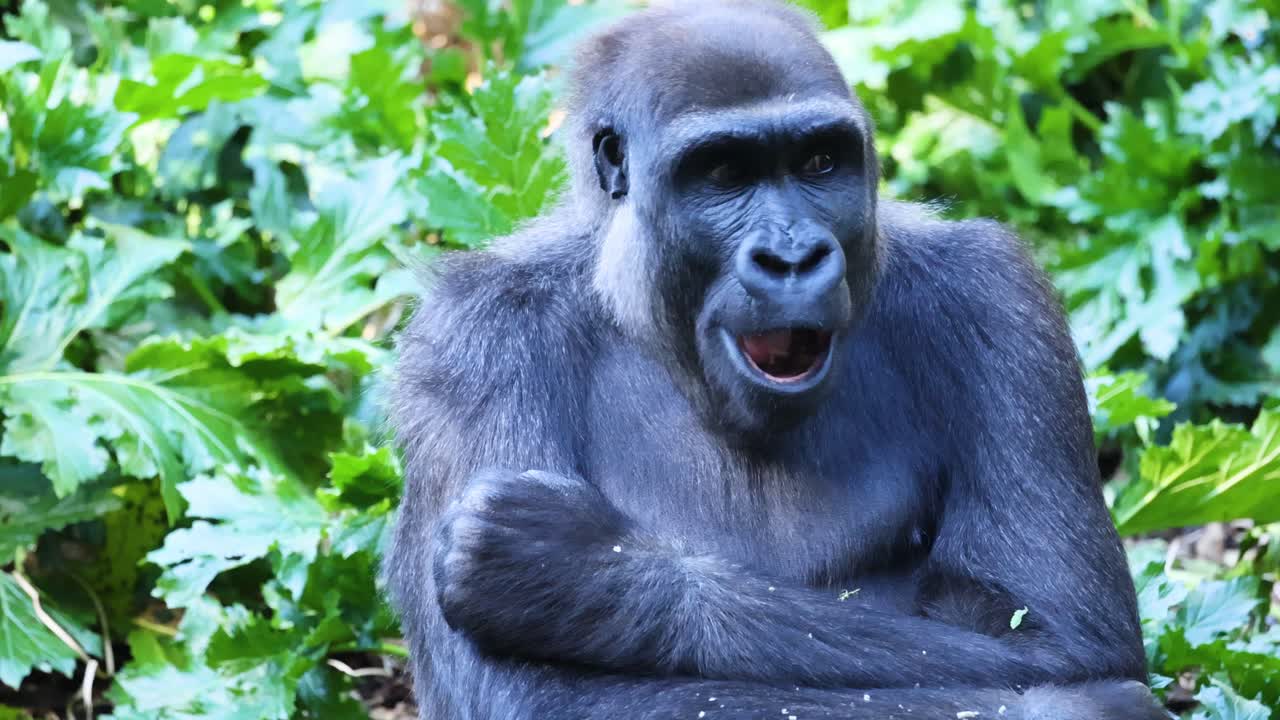 고릴라가 울창한 환경에서 잎을 먹고 있습니다.