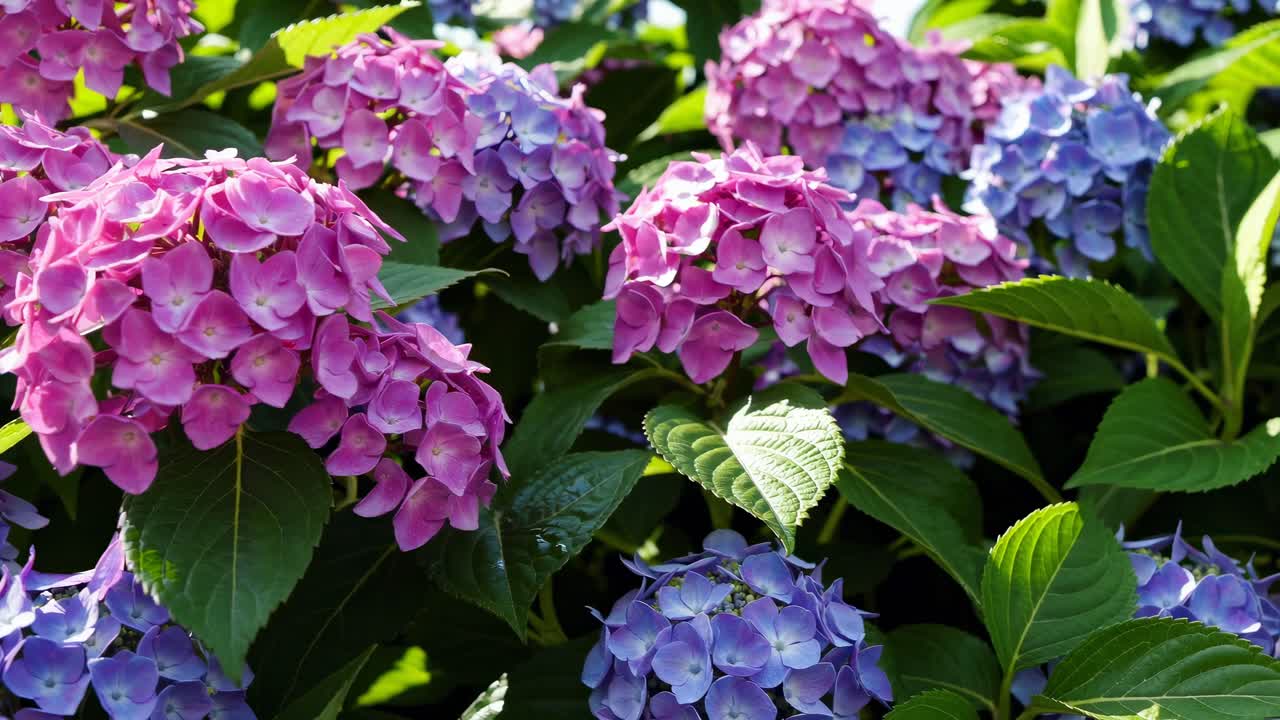 Video ravvicinato e vibrante di ortensie rosa e viola, ripreso da un'angolazione bassa, che ne evidenzia la ricchezza