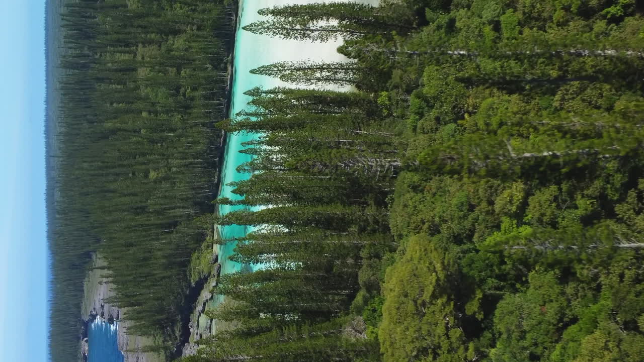 empuje aéreo sobre pinos columnares hacia la maravillosa piscina natural de oro, en isla de pinos