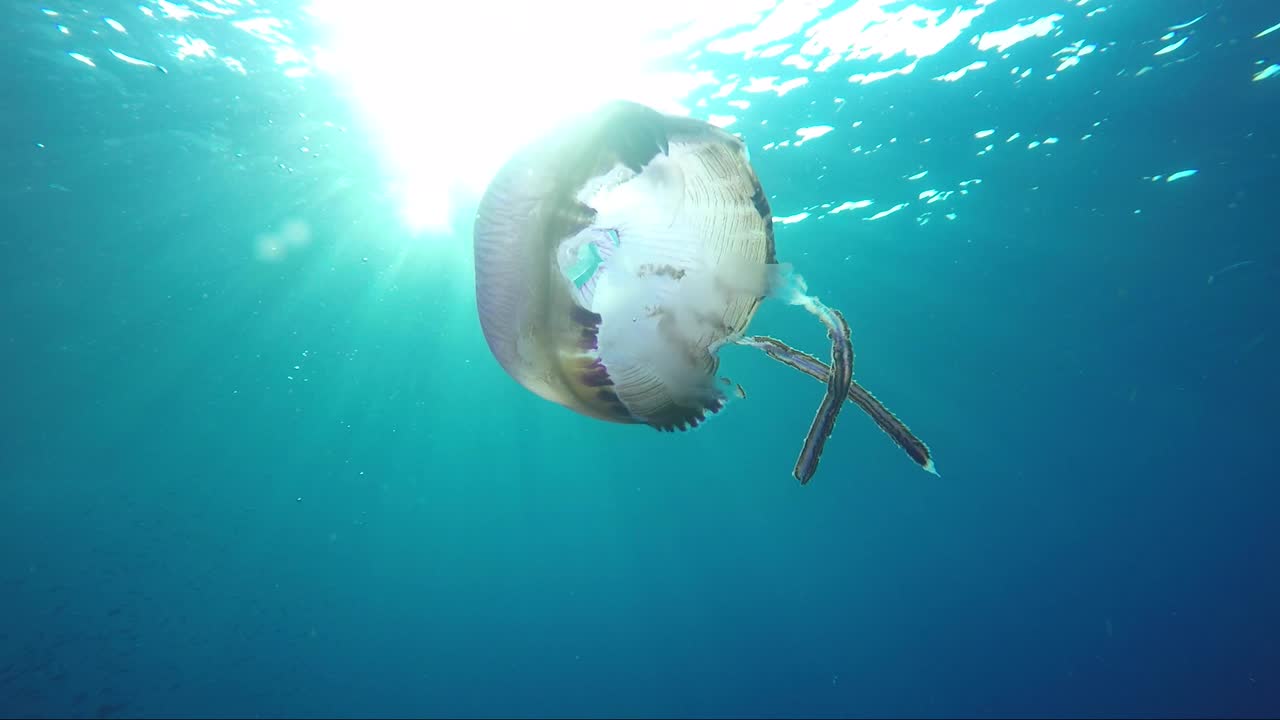 맑은 푸른 열대 물에서 느린 동작으로 햇빛 앞에서 이상한 해파리 수영