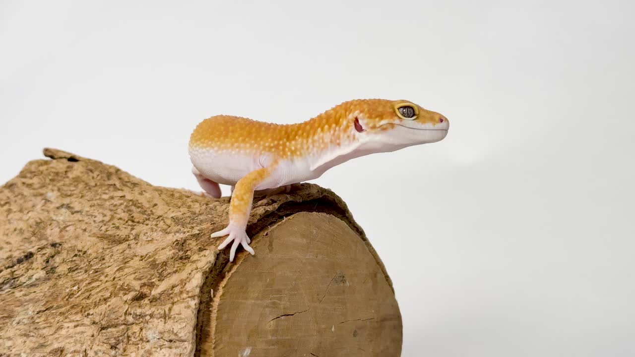 An orange leopard gecko crawls slowly across a textured wooden log against white background