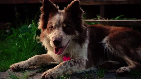 Algunos-Primeros-Planos-Asombrosos-De-Un-Hermoso-Perro-A-La-Luz-Del-Atardecer