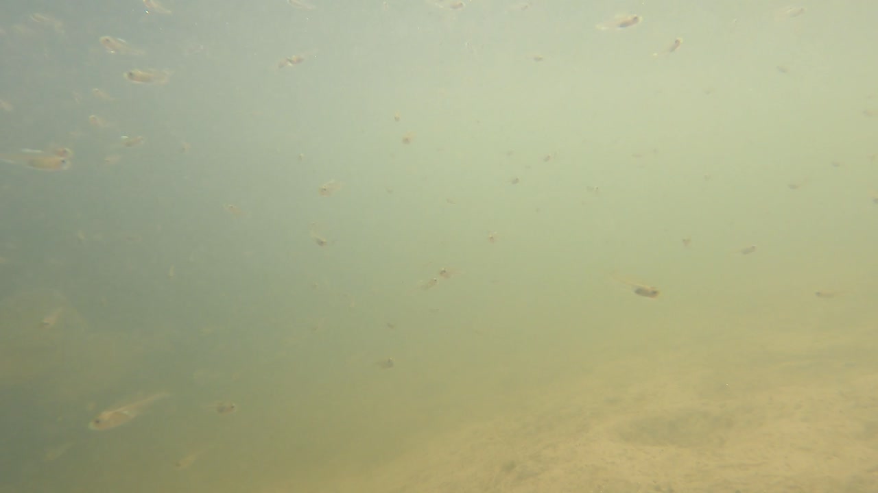 peces pequeños nadando en un ambiente submarino turbio